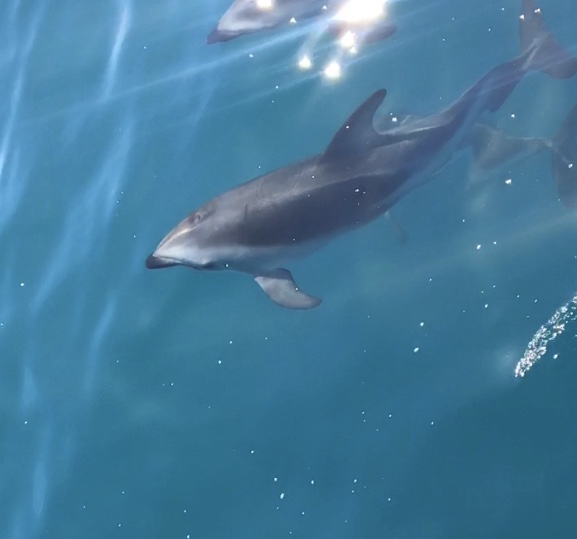Kaikoura dauphins