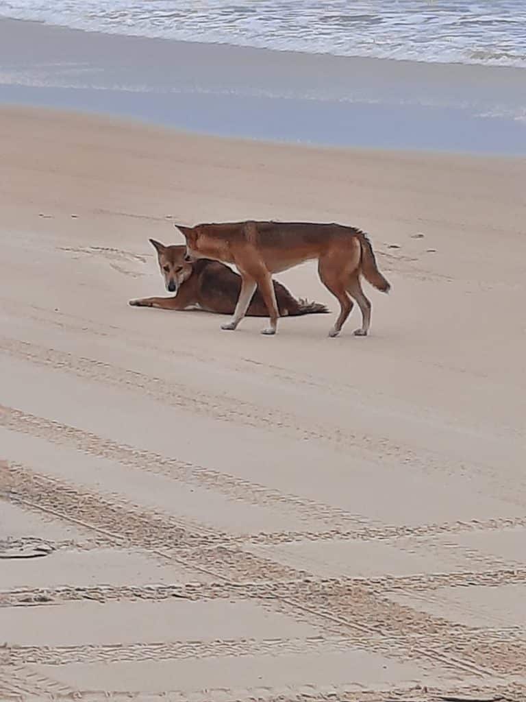 dingos fraser island australie