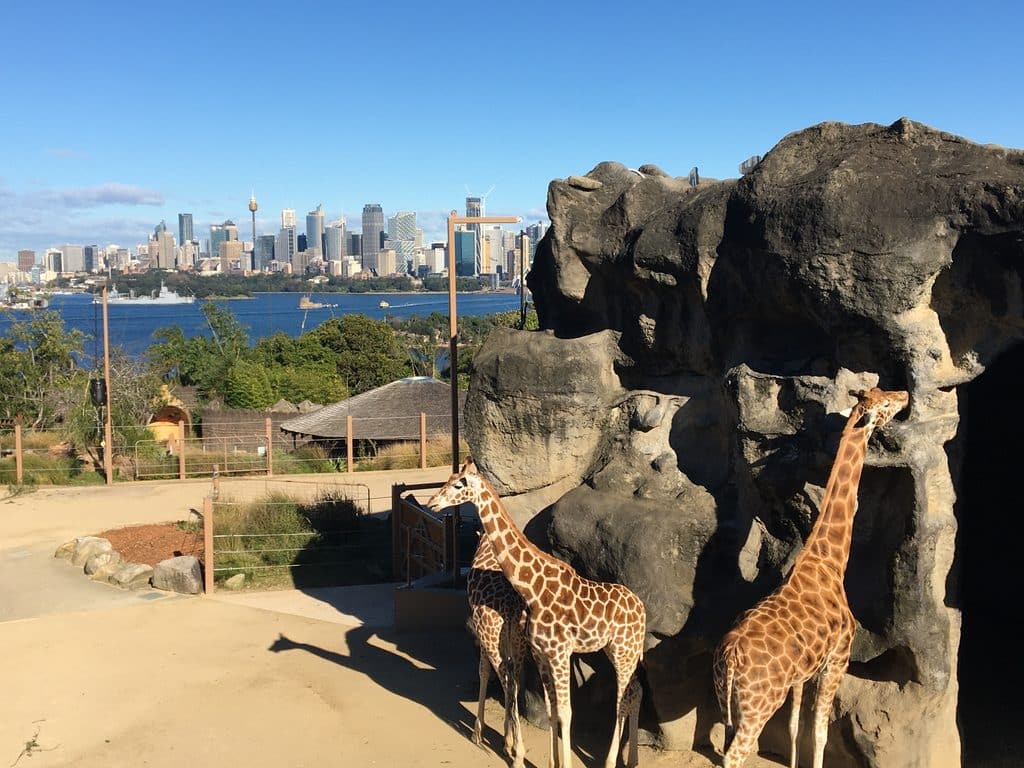 taranga zoo sydney